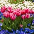 9 Atraktívne rastliny kvitnúce v máji